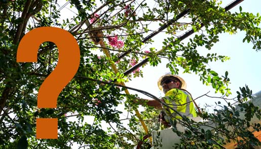 Tree Pruning & Trimming FAQ