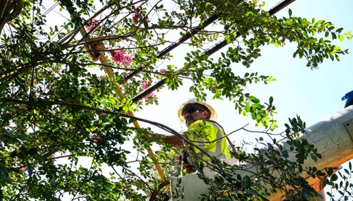 Tree Pruning & Trimming